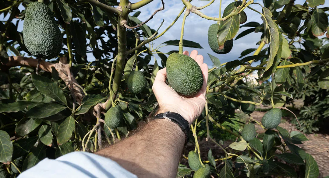 Cultivo de aguacate en Italia