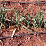 Informe técnico para el cultivo del ajo