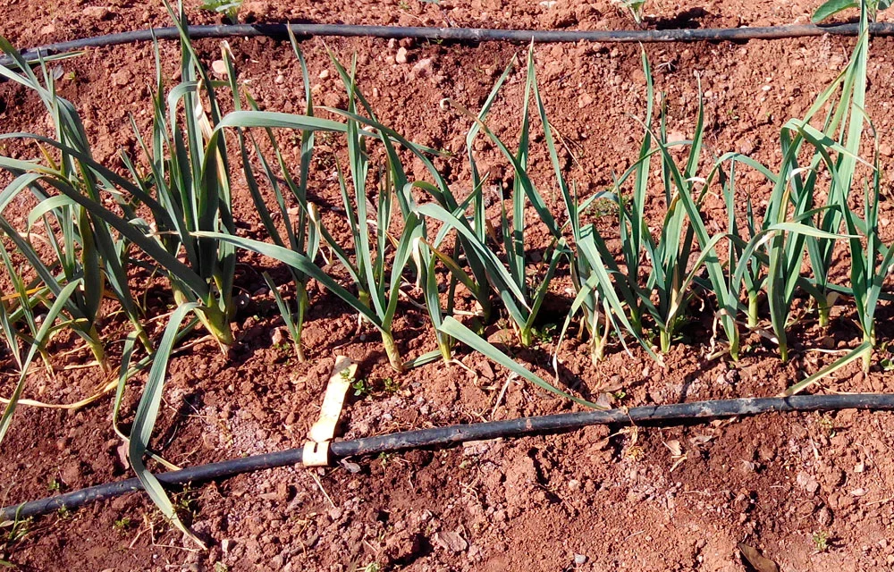 Informe técnico para el cultivo del ajo