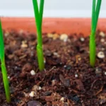 Cómo plantar ajos en casa