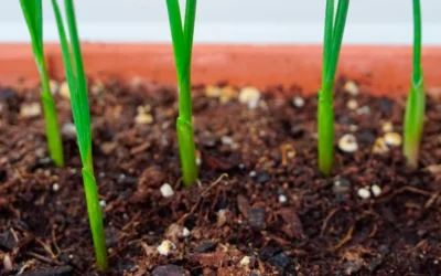 Cómo plantar ajos en casa