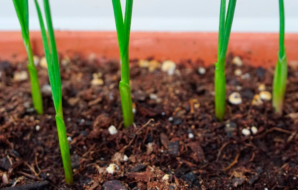 Cómo plantar ajos en casa