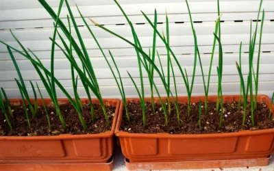 Cuándo y cómo plantar los ajos