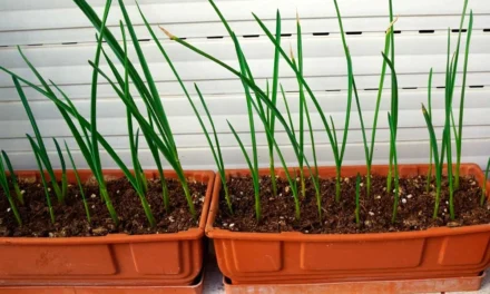 Cuándo y cómo plantar los ajos