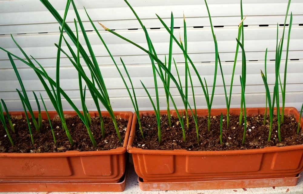 Cuándo y cómo plantar los ajos