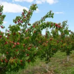 Estrategias de bioestimulación ante los desafíos de la agricultura extrema