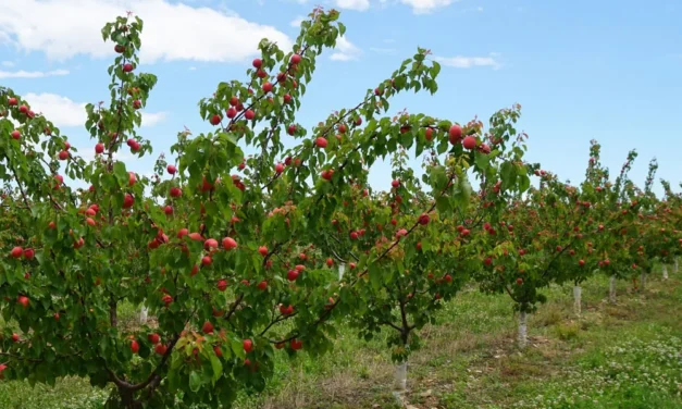 Estrategias de bioestimulación ante los desafíos de la agricultura extrema