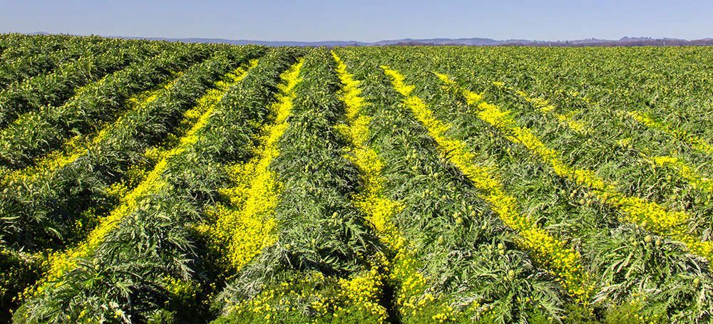 Cultivo de alcachofa con hierba