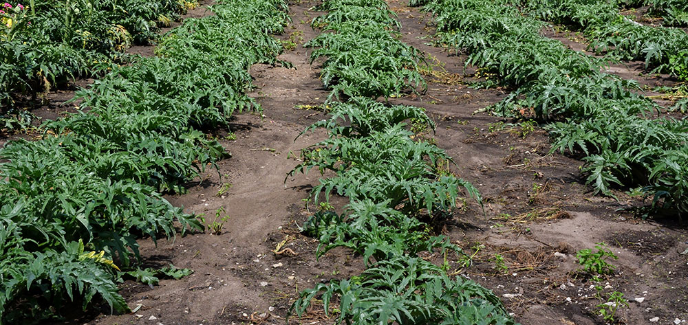 Cultivo de alcachofa en Valencia