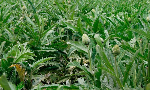 Plagas, enfermedades y fisiopatías de la alcachofa