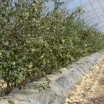 El aluminio como fertilizante