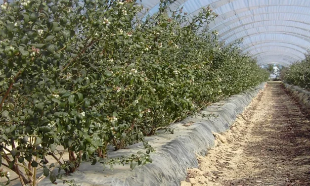 El aluminio como fertilizante