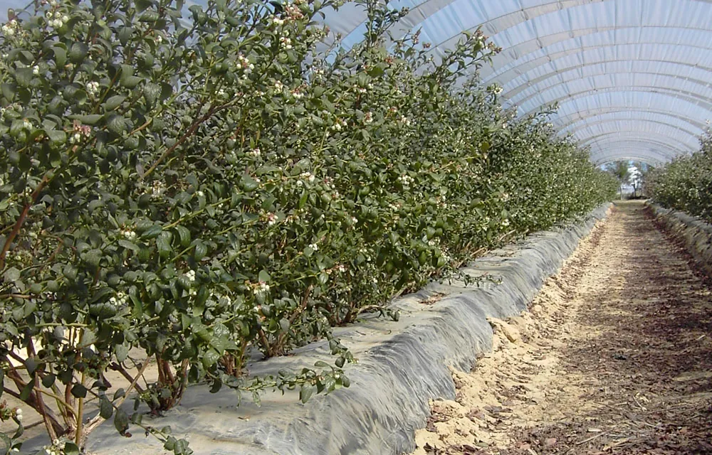 El aluminio como fertilizante