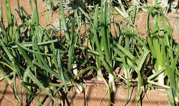 Cultivo de cebolla con bulbillos