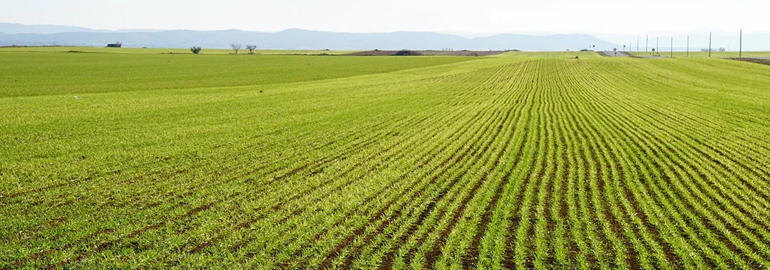 Cultivo de cereal germinando en la zona Albacete