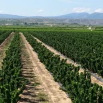Estrés abiótico en plantas