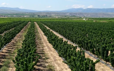 Estrés abiótico en plantas