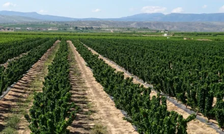 Estrés abiótico en plantas