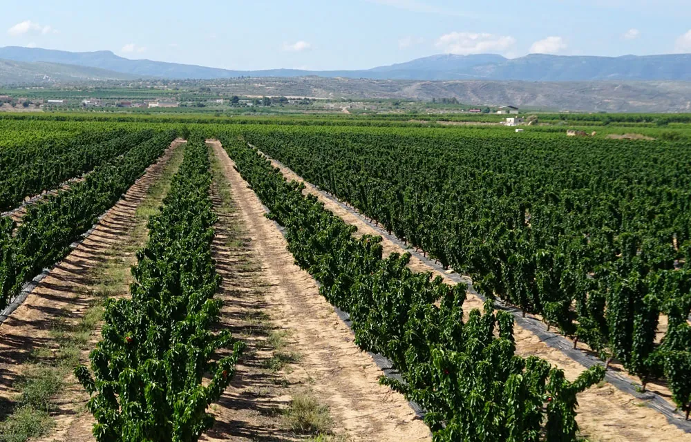 Estrés abiótico en plantas