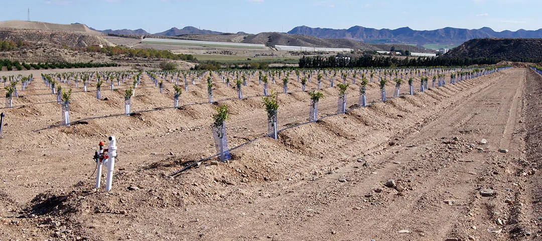 Cultivo de cítricos recién plantados Cultivo de cítricos recién plantados