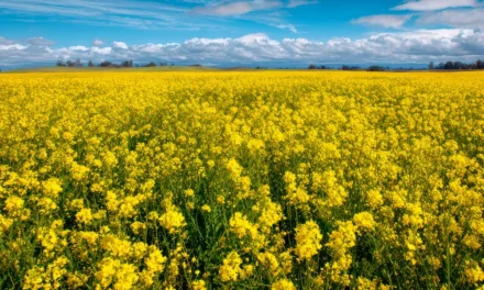 Qué son los rubros agrícolas y su importancia