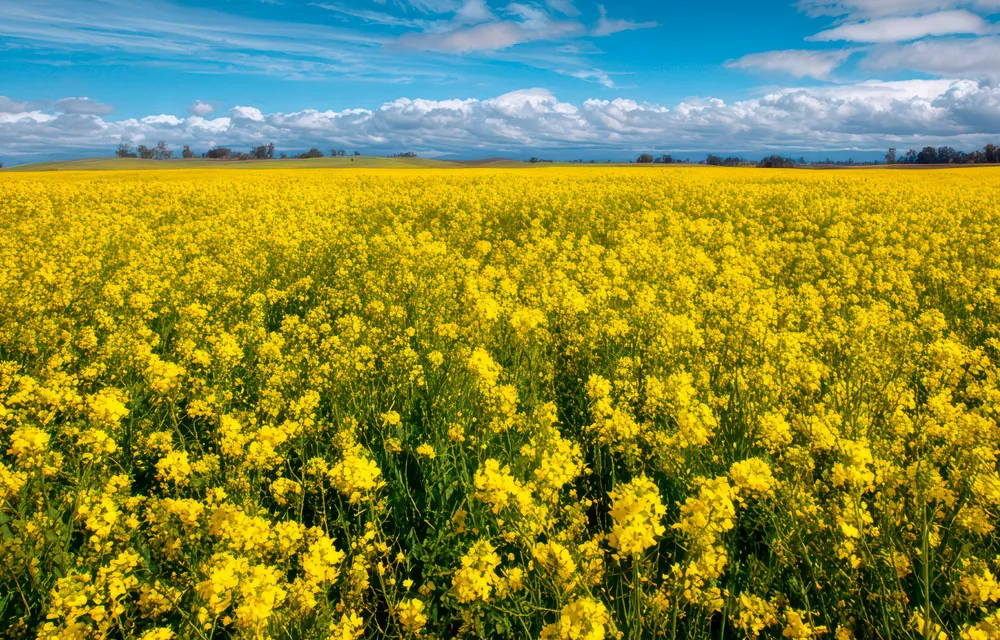 Qué son los rubros agrícolas y su importancia