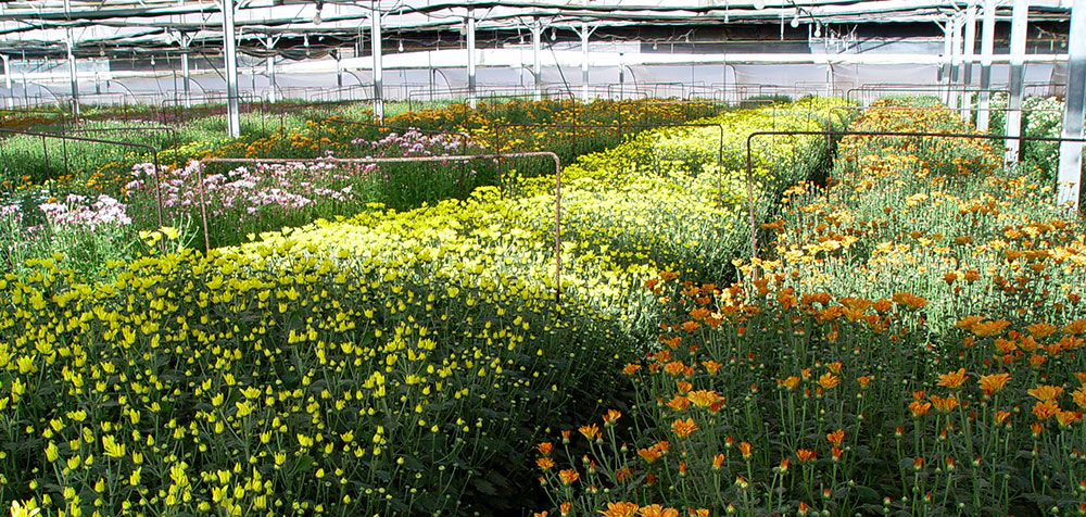 Cultivo de crisantemos para flor cortada
