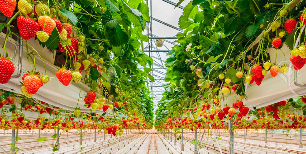 Cultivo de fresas con bioestimulantes agrícolas