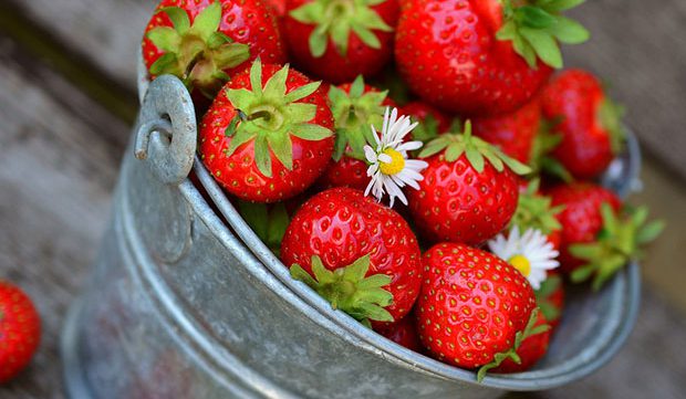 Cultivo de fresas con éxito