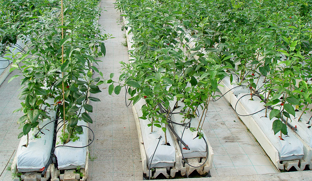 Cultivo de frutales en hidroponía bajo invernadero