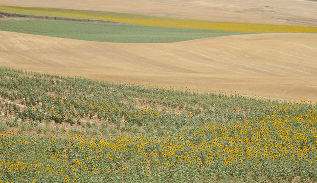 Cultivo de girasoles en La Mancha