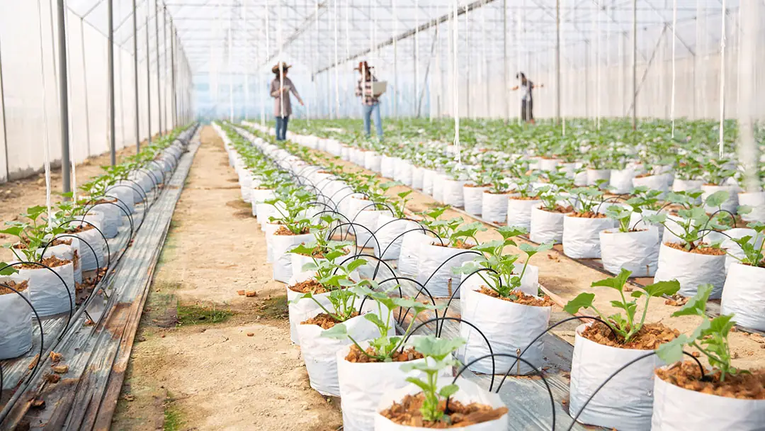 Cultivo de hortalizas en sacos de hidroponía