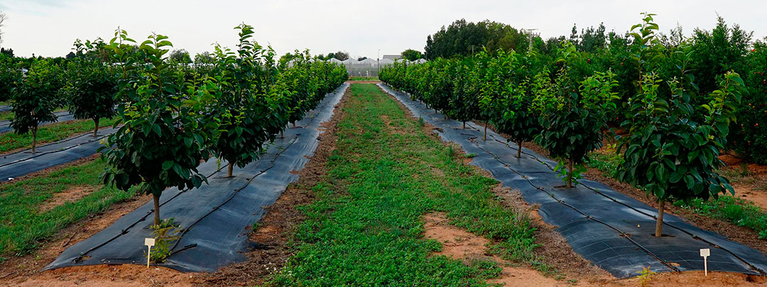 Cultivo de kakis en Valencia