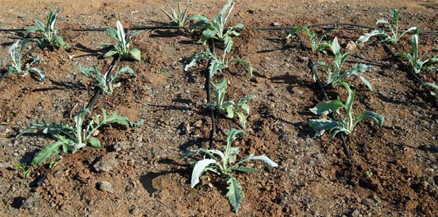 El cultivo de la alcachofa