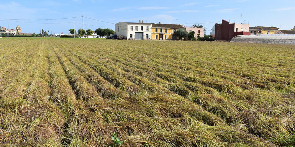 Cultivo de la chufa en Alboraya