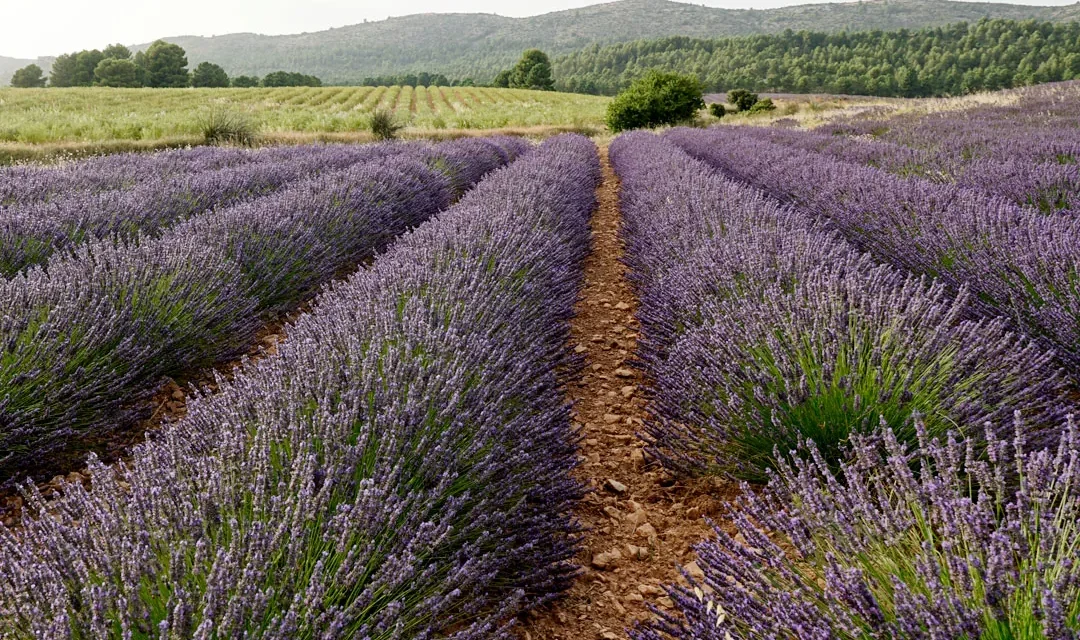 El sector de las plantas aromáticas y medicinales en España