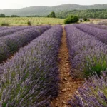 El sector de las plantas aromáticas y medicinales en España