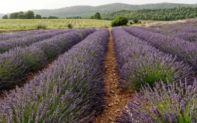El sector de las plantas aromáticas y medicinales en España