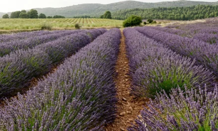 El sector de las plantas aromáticas y medicinales en España