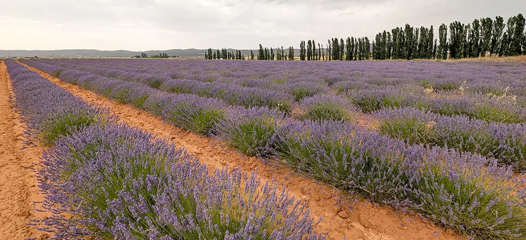 Cultivo de lavandín en Murcia