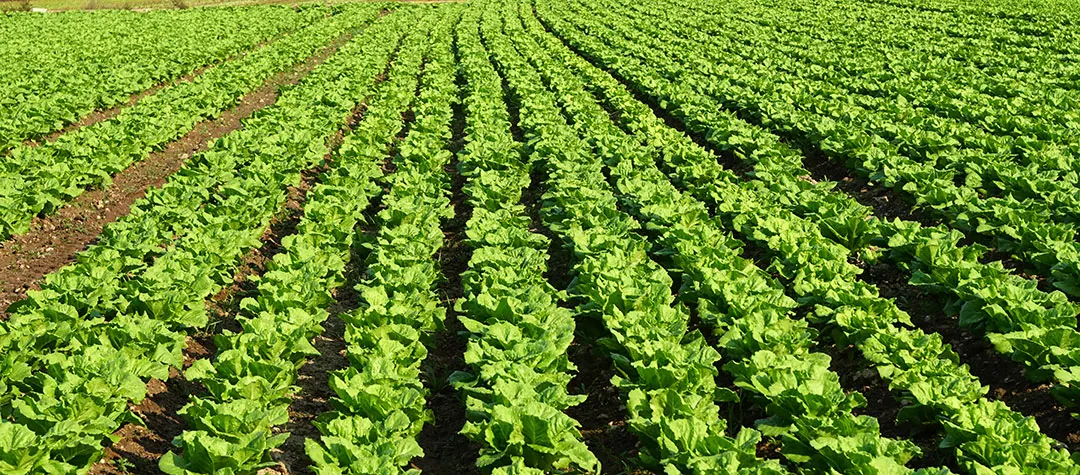 Cultivo de lechugas