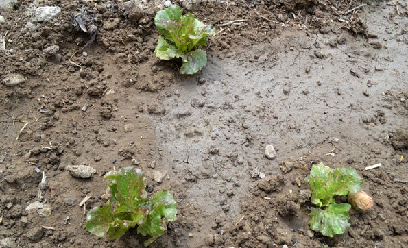 Corregir la materia orgánica y salinidad en los suelos