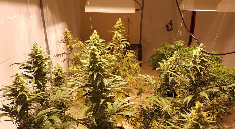 Cultivar marihuana en casa