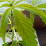 ¿Cultivar marihuana en casa es legal?