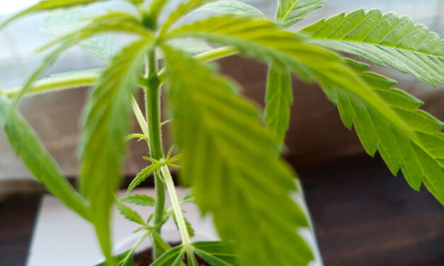 ¿Cultivar marihuana en casa es legal?