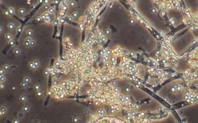 Microorganismos en fertilizantes e insecticidas