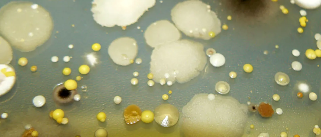 Cultivo de microorganismos en placa petri