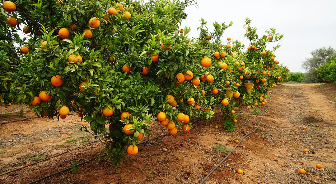 Cultivo de naranjos en Valencia