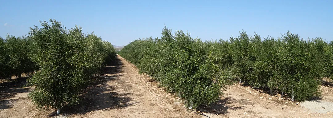 Cultivo de olivos intensivos en Jaén