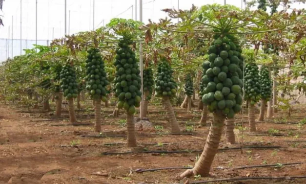 La papaya